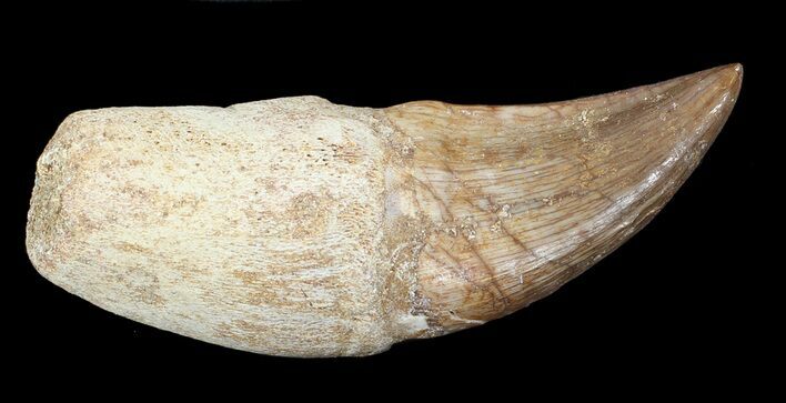 Rooted Mosasaur (Eremiasaurus) Tooth #43157